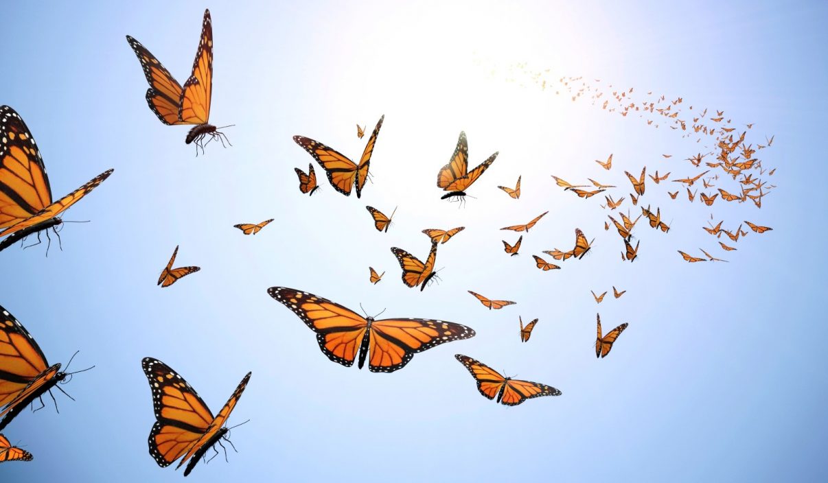 Turns out the ‘Butterflies’ in your belly don’t know the difference between a challenge and a threat. | Herolab